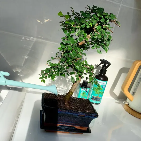 Chinese Elm (Ulmus parvifolia) Beginners Twisty Indoor Bonsai - Standard Size 8 years