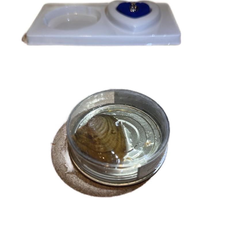Live Pearl Experience: Discover a Genuine Pearl in a Real Shell 3