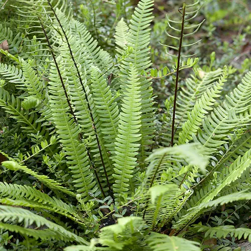 Evergreen Hardy Fern plant Collection in 9cm pots x3 3