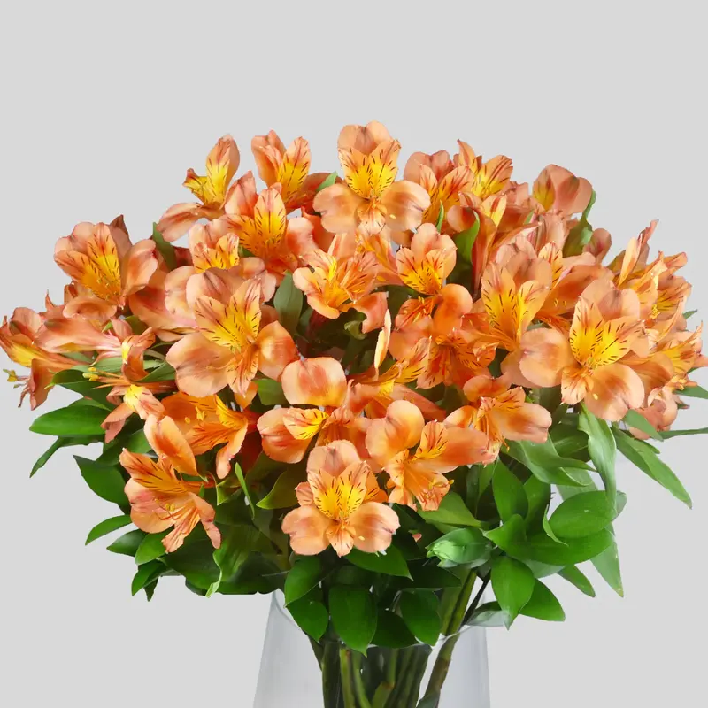 Orange Alstroemeria Bouquet - Floralty Collection - Bigger Flower Bouquets - Fresh cut flowers, Decorative, premium gifting 4