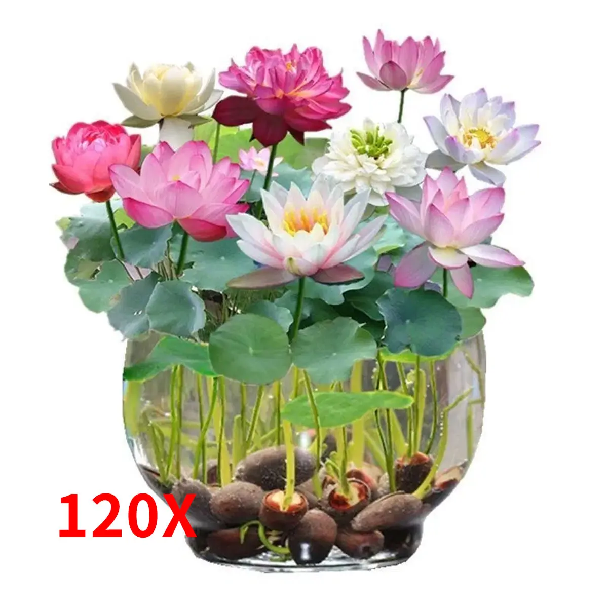30/60/90/120 Seeds Start Your Water Garden With Hand - Picked Lotus Seeds and Aquatic Plants UK HOT