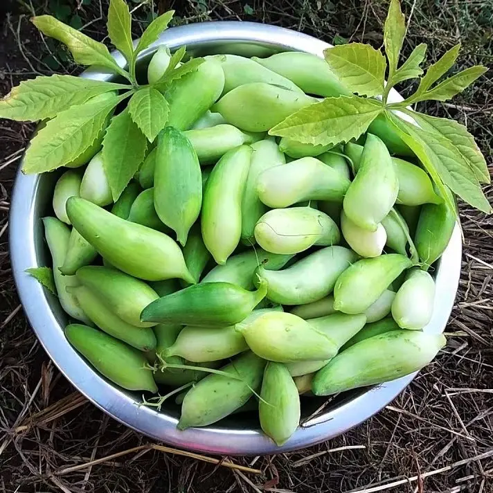 Bangladeshi Pointed Gourd Seeds, Achocha Caigua - 10 Seeds (UK Seller)