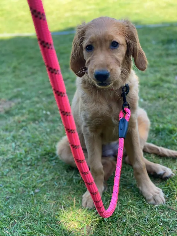 Dog Rope Lead With Reflective Stitching and Padded Handle 8