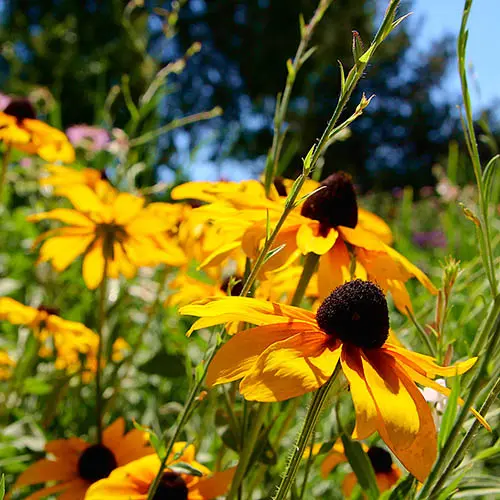 3 x Rudbeckia 'Goldsturm', Established Plants in 9cm Pots, Long-Flowering 4