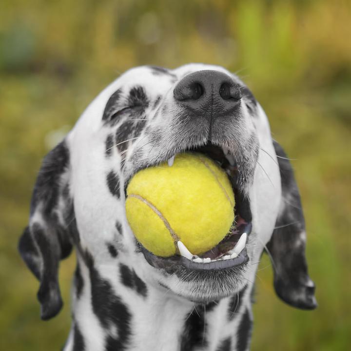 Product Introduction of 12x Tennis Balls Good Quality Sports Outdoor Fun Cricket Beach Dog Ball Game 5