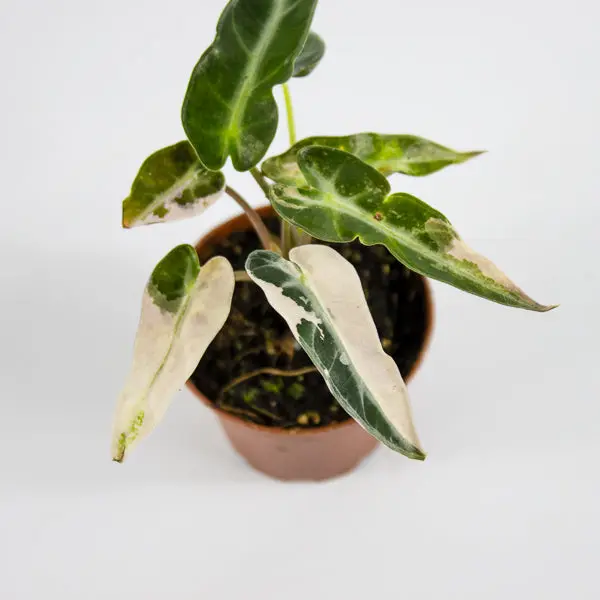Alocasia 'Bambino Arrow Pink Variegata' Ø7cm H10cm 5