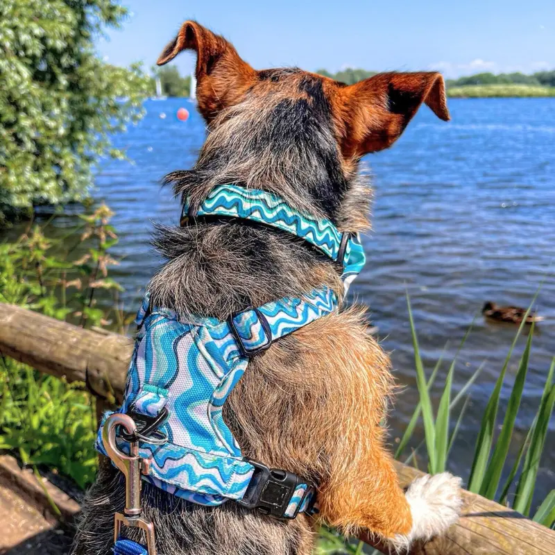 Blue Waves Dog Collar with Neoprene Padding for Extra Comfort 6
