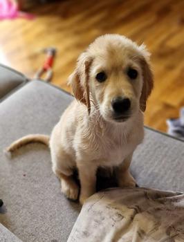 Product Review of Groomi Pet Care | Gingerbread Shampoo | For Dogs | Made in the UK | Vegan friendly | PH Balanced | Paraben Free | 30 day return Policy | Soothing & Nourishing | 500ml Bottle | from K**y 1