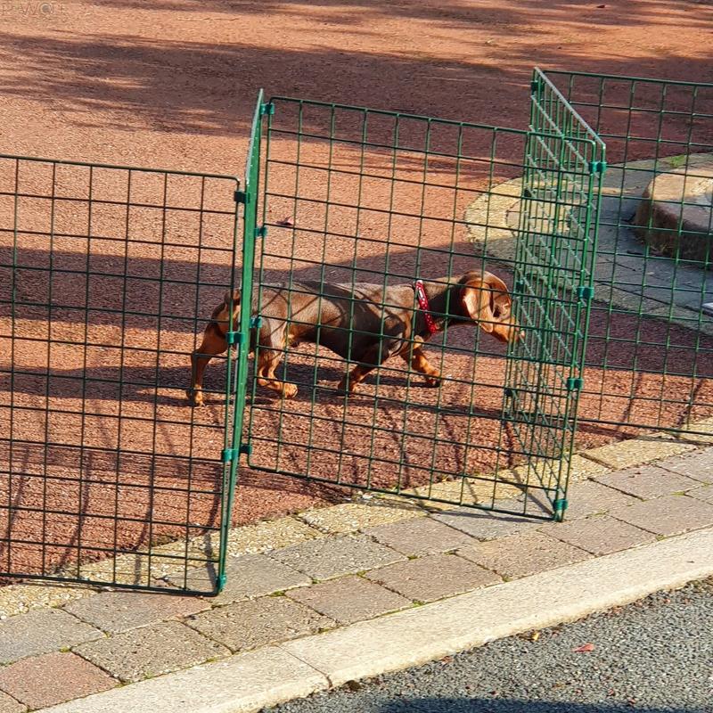 Folding Dog Fence - 60cm High (50mm x 50mm Mesh) Ideal for Puppy/Small Dogs 2