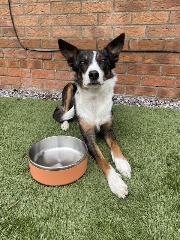 Double Layer Dog Bowl Stainless Steel Pet Bowl 2