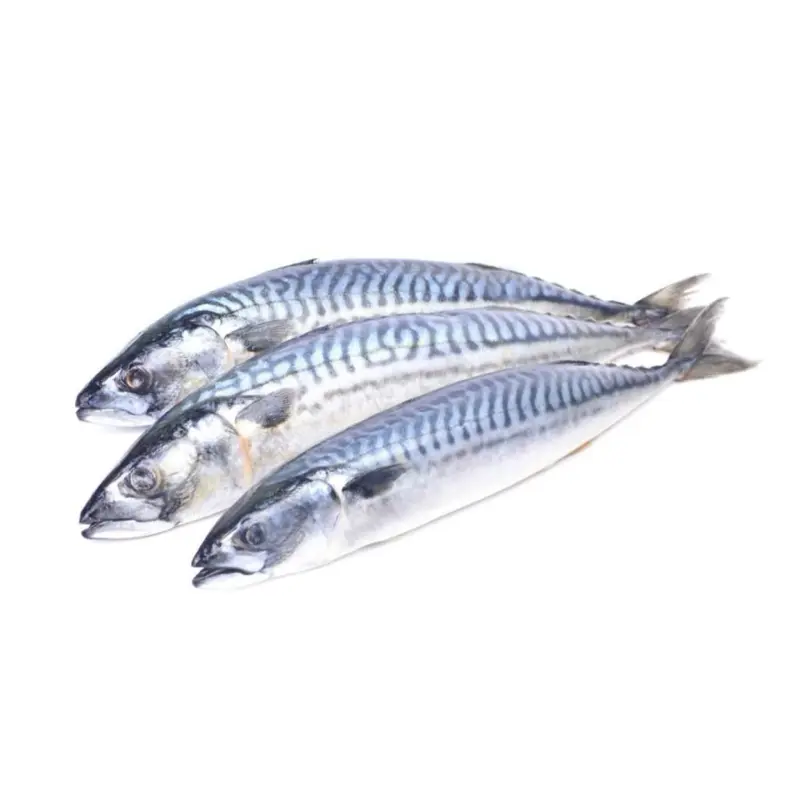 1.5kg Frozen Mackerel Fish for Seafood and Food Lovers ( Titus fish) delicious Protein Natural