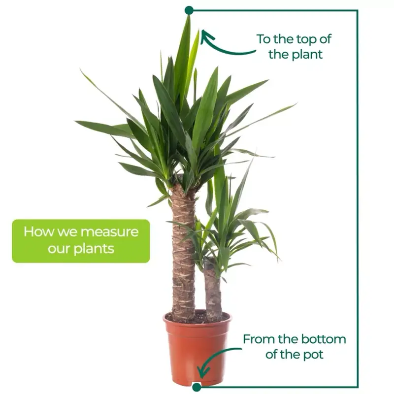 Yucca Elephantipes Large Indoor house Plant Real Evergreen Tall Plants Decor Decorative Fruit Hanging 2