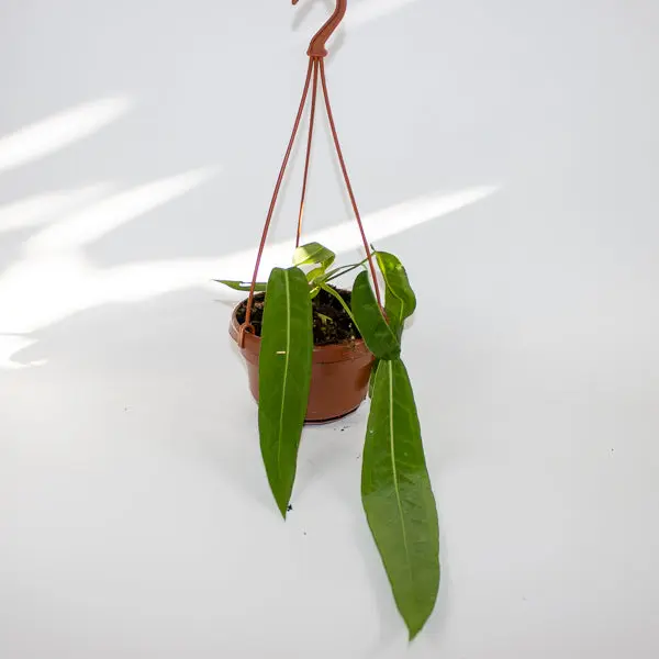 Anthurium pallidiflorum Ø10.5cm H15cm 6