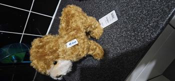 Product Review of Steiff Classic Ricky Cockapoo premium plush soft toy from r**e 0