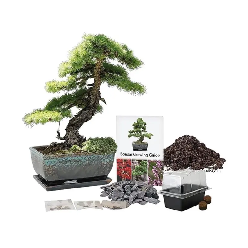 Grow Your Own Bonsai Tree Kit - Gifts for Her / Him 0