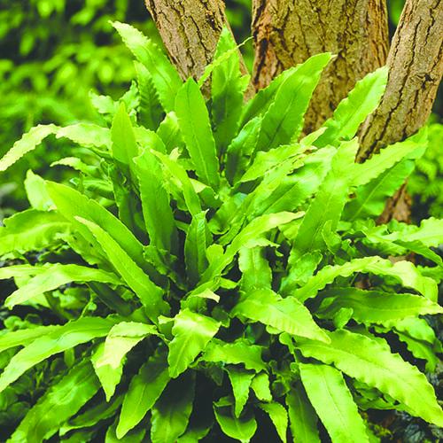 Evergreen Hardy Fern plant Collection in 9cm pots x3 2