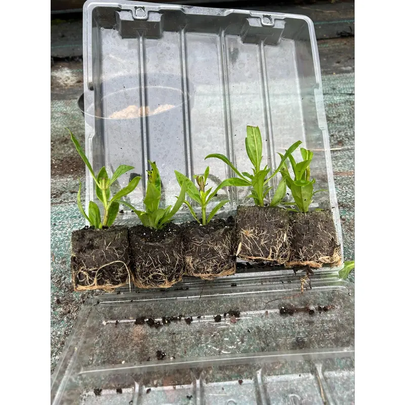 Penstemon Czar Perennial Plants x 5 Pack - 5cm Plug Plants For Sale FREE P&P 2