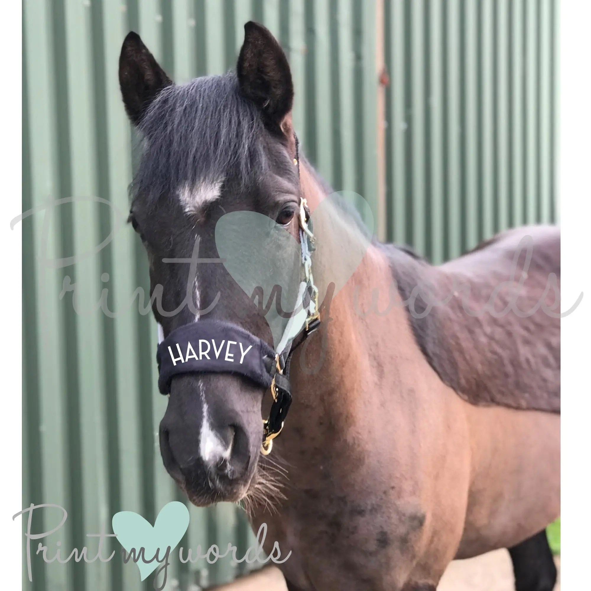 Personalised Anatomical Horse Headcollar And Leadrope Set - Deco Design