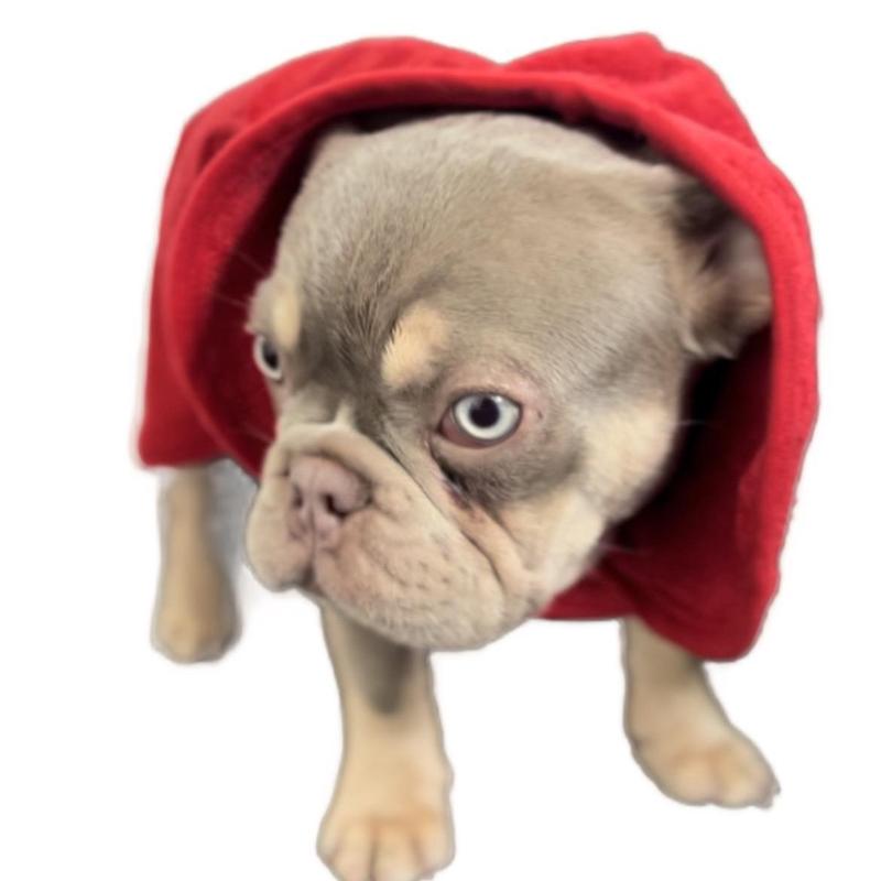 Dog Robe for Bathtime Drying and Travel Towel for All Size Dogs in 2 Colours Blue and Red bathrobe 1