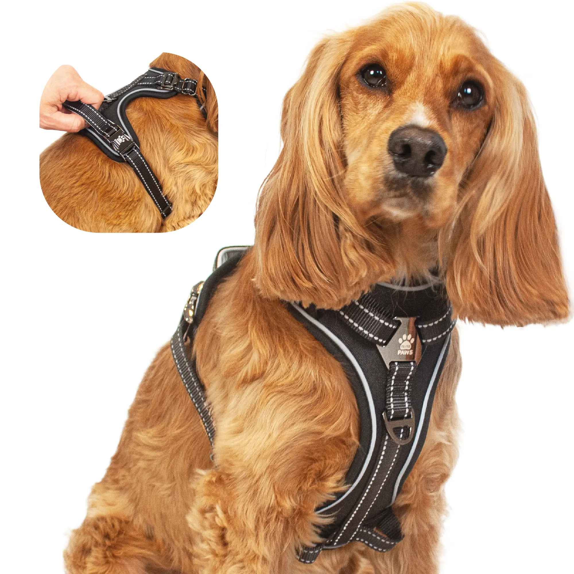 Dog Harness