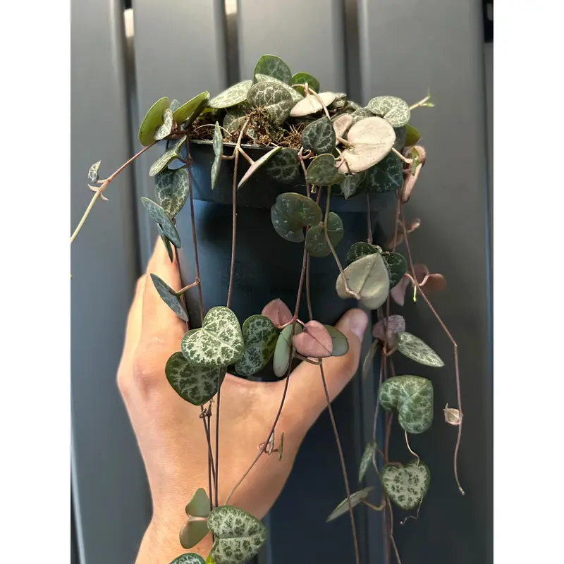 String of Hearts - Ceropegia Woodii, 30cm Long, Variegated Leaves, Decorative Plant 1