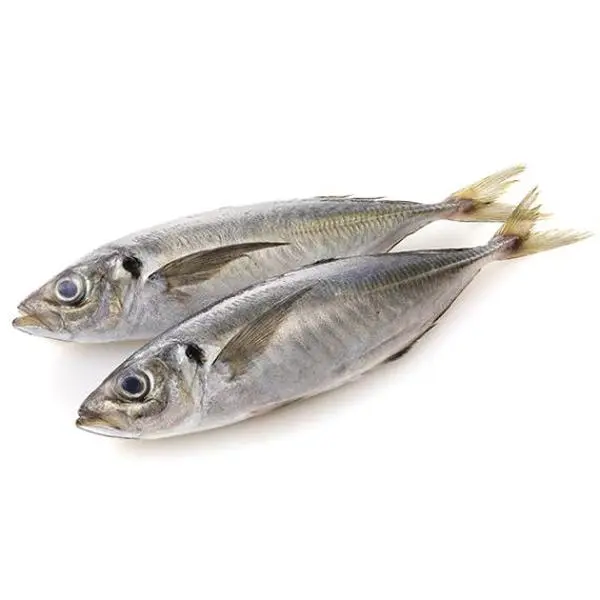 Horse Mackerel