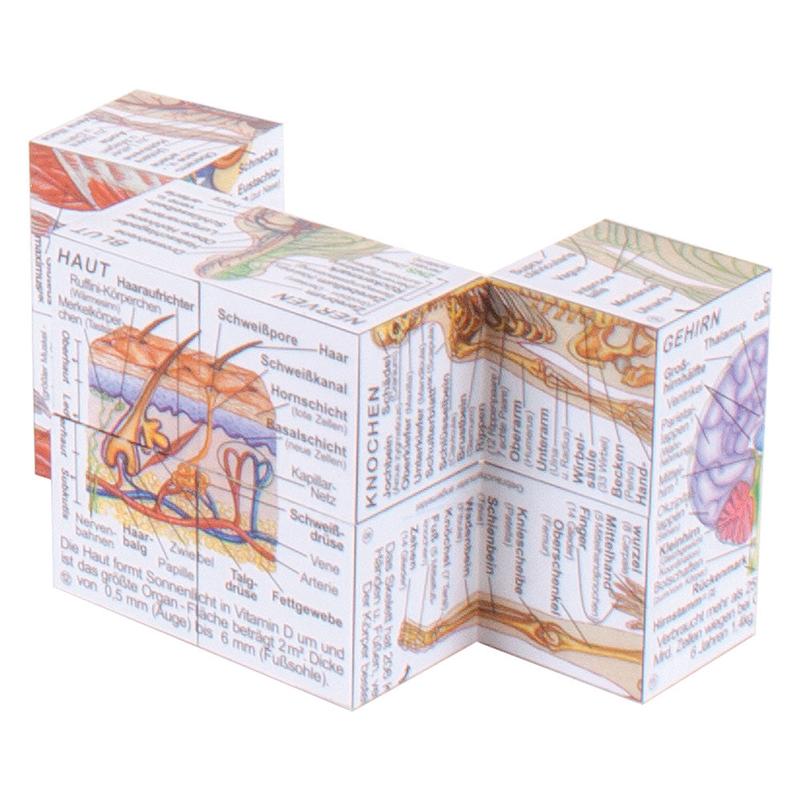 German Human Body Systems and Statistics Cube Book 2