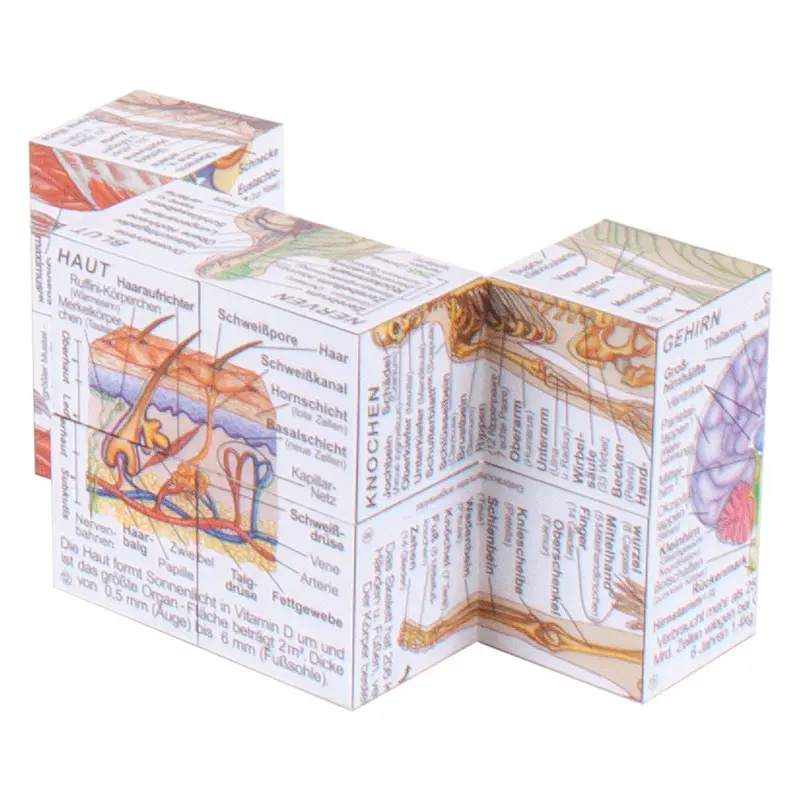 German Human Body Systems and Statistics Cube Book 2