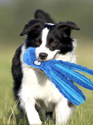 Product Introduction of New Squeaky Dog Interactive Play Toy,No Stuffing Octopus Dog Chew Toy with Crinkle Paper for Medium and Large Dog Playing(Blue) squeaky  dog  toys interactive  dog  toys toys  for  dogs 2