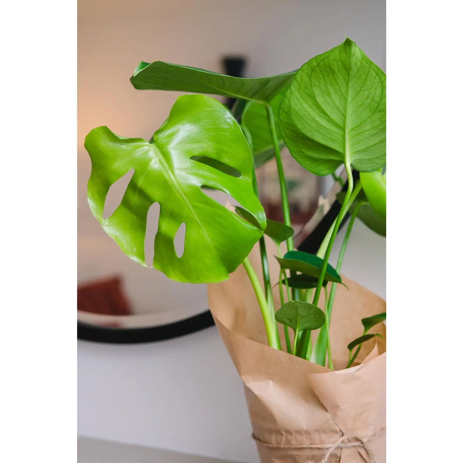Monstera  -  Beautiful Live House Plant