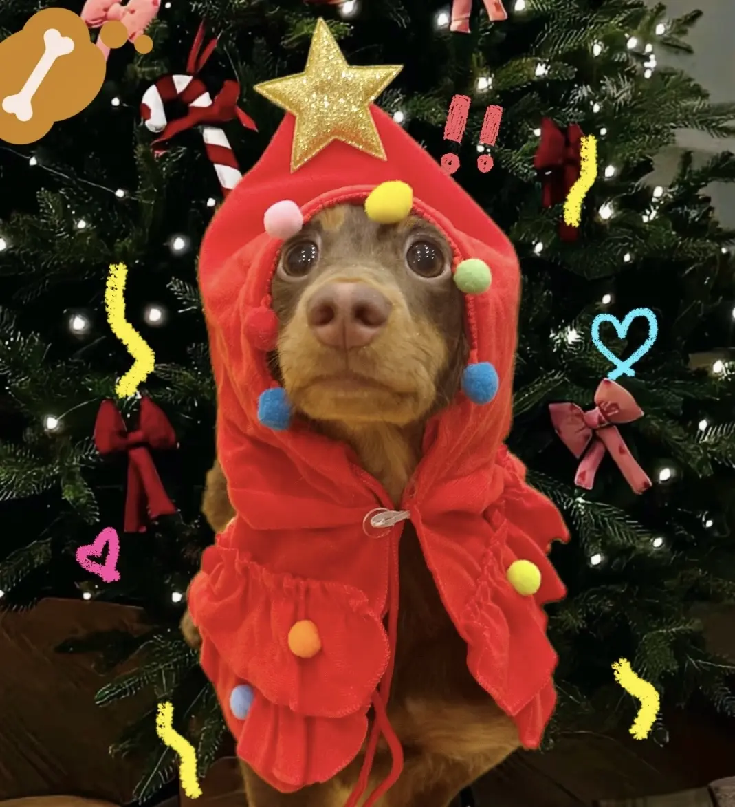 Christmas Elf Pet Cloak in Soft Plush Material with Festive Design and Colorful Pom-Poms for Small Dogs