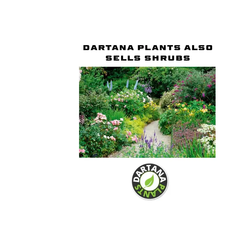 Penstemon Czar Perennial Plants x 5 Pack - 5cm Plug Plants For Sale FREE P&P 5