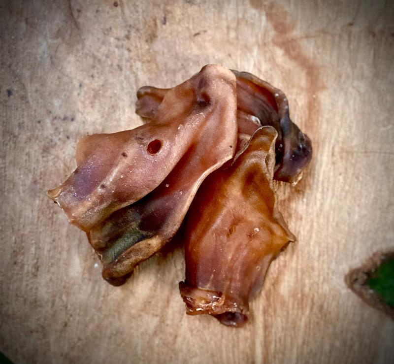 X-LARGE Lamb Ears - Bald 1