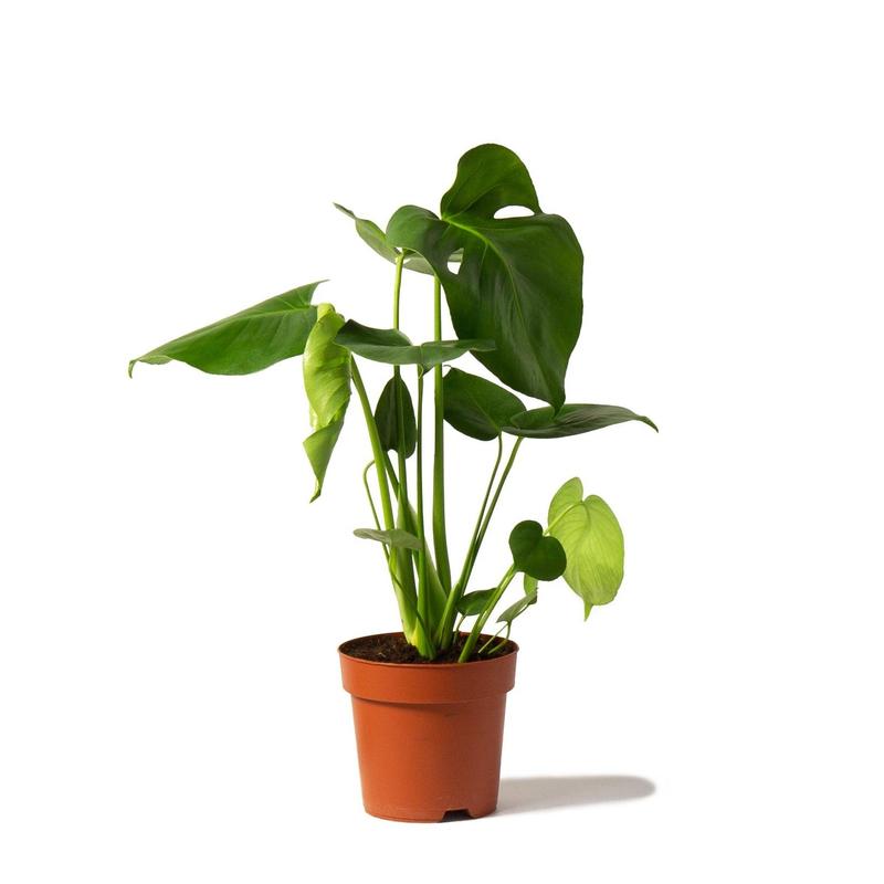 Swiss Cheese Plant Indoor Houseplant - Perfect for Home and Office 5