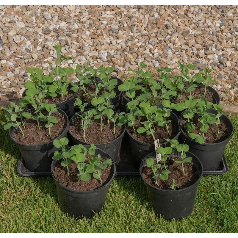 Pea Kelvedon Wonder Vegetable Seeds (Approx. 54 seeds) by Jamieson Brothers 4