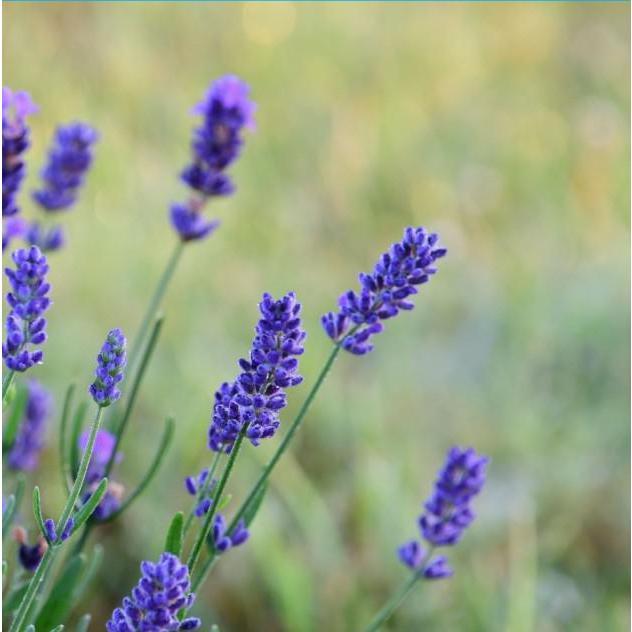 English Lavender Seeds  ‘Lavandula Angustifolia’  ORGANIC 0