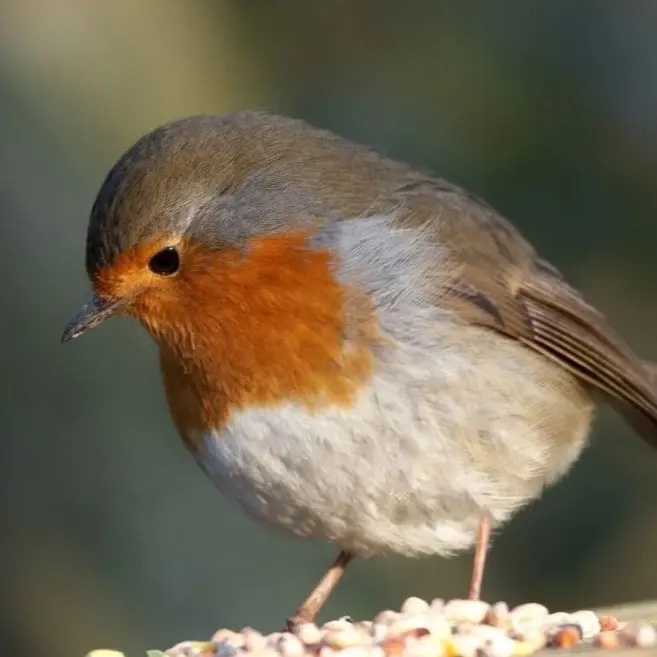 Premium wild bird no mess  a great all year round feed 300g only £1 2