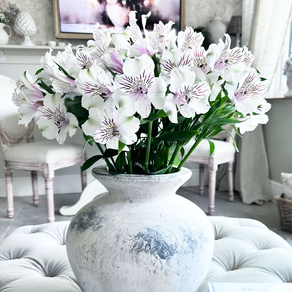 Luxury White Alstroemeria Bouquet - Enduring Freshness and Premium Gifting - Fresh Flowers