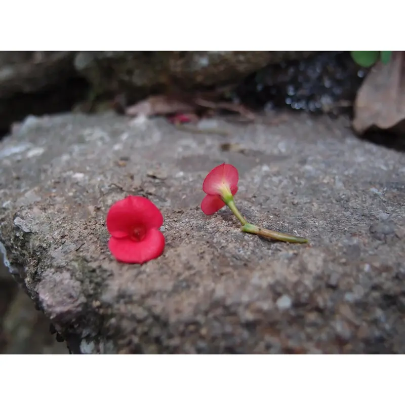Poppy heart necklace by  Shrieking Violet® Sterling silver pendant handmade with real red Euphorbia milii flowers. jewellery gift for poppy lovers 2