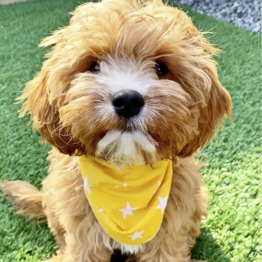 Yellow Star Puppy Dog Tie On Bandana for Fashionable Pet Accessories