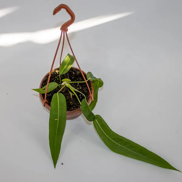 Anthurium pallidiflorum Ø10.5cm H15cm 0