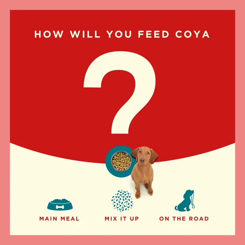 COYA Fish Freeze-Dried Raw Main Meal (150g) 5