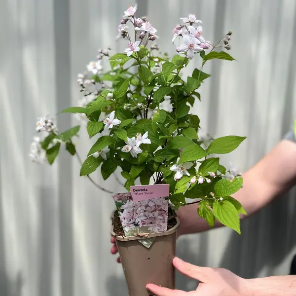 Deutzia 'Mont Rose': Elegant Pink Flowering Shrub for Stunning Gardens 1