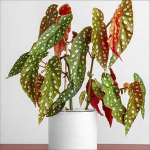 Polka Dot Begonia, Established Houseplant in 12cm Nursery Pot, Ready to Plant and Display Begonia maculata, Indoor Plant