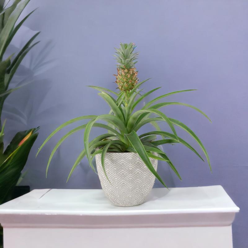 Pineapple in Sea Grass Basket 2