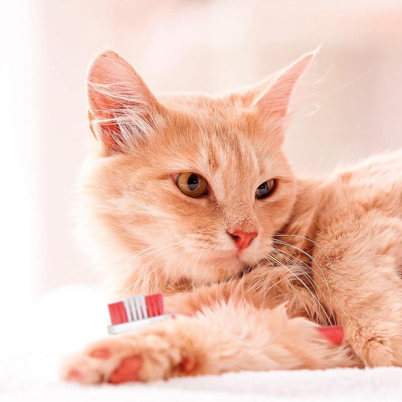 Toothpaste Dental Care for Dogs & Cats 100g Tube teeth cleaning 4