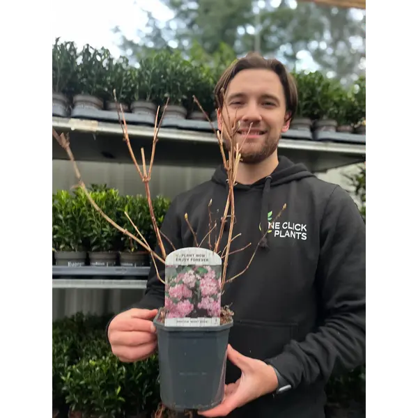 Deutzia 'Mont Rose': Elegant Pink Flowering Shrub for Stunning Gardens 4