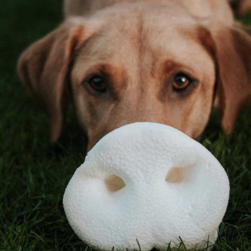 Puffed Pig Snouts - Natural Dog Treat - High Quality 1