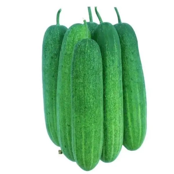 cucumber Seeds Bangladeshi - . UK SELLER