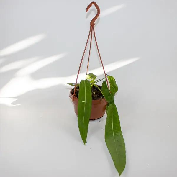 Anthurium pallidiflorum Ø10.5cm H15cm 7